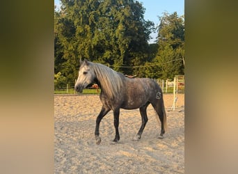PRE, Castrone, 6 Anni, 158 cm, Grigio pezzato