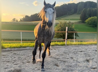 PRE, Castrone, 6 Anni, 158 cm, Grigio pezzato