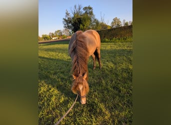 PRE Mix, Castrone, 6 Anni, 159 cm, Champagne