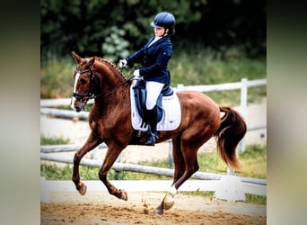 PRE Mix, Castrone, 6 Anni, 159 cm, Sauro