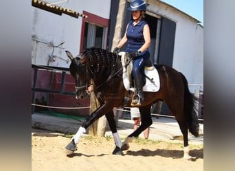 PRE Mix, Castrone, 6 Anni, 160 cm, Baio nero