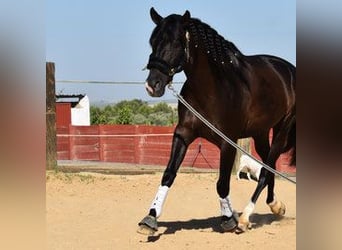 PRE Mix, Castrone, 6 Anni, 160 cm, Baio nero