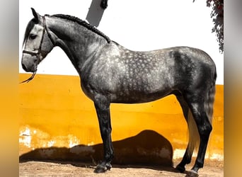 PRE Mix, Castrone, 6 Anni, 160 cm, Grigio pezzato