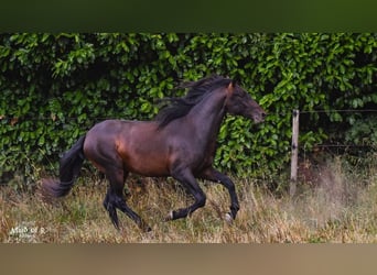 PRE Mix, Castrone, 6 Anni, 160 cm