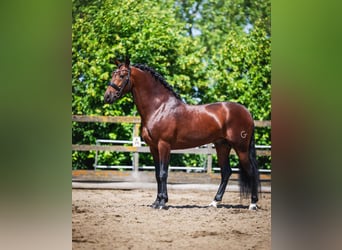 PRE, Castrone, 6 Anni, 162 cm, Baio