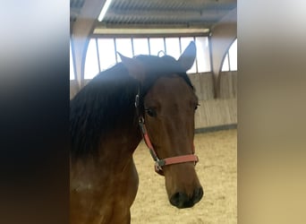 PRE Mix, Castrone, 6 Anni, 162 cm, Baio