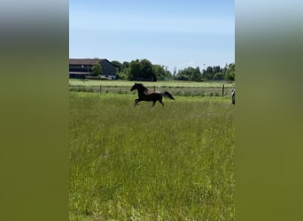 PRE Mix, Castrone, 6 Anni, 162 cm, Baio