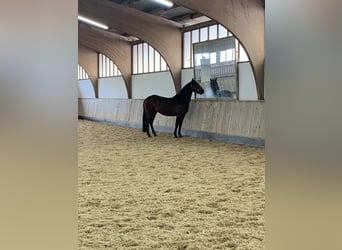 PRE Mix, Castrone, 6 Anni, 162 cm, Baio