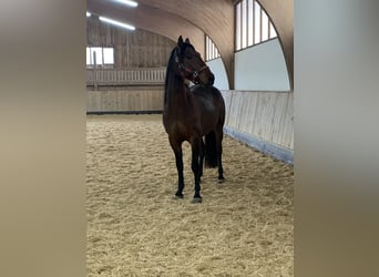 PRE Mix, Castrone, 6 Anni, 162 cm, Baio