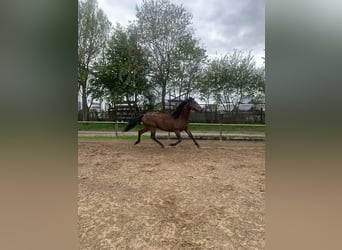 PRE Mix, Castrone, 6 Anni, 162 cm, Baio