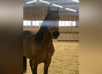 PRE Mix, Castrone, 6 Anni, 162 cm, Baio
