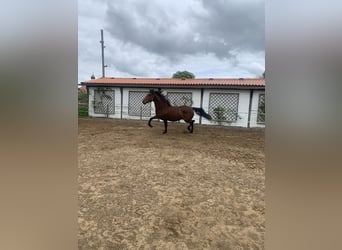 PRE Mix, Castrone, 6 Anni, 162 cm, Baio