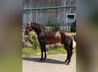 PRE, Castrone, 6 Anni, 162 cm, Baio scuro