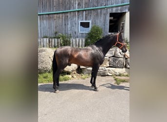 PRE, Castrone, 6 Anni, 162 cm, Baio scuro