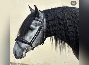 PRE Mix, Castrone, 6 Anni, 162 cm, Grigio