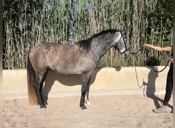 PRE, Castrone, 6 Anni, 162 cm, Grigio