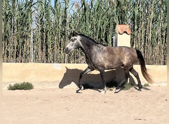 PRE, Castrone, 6 Anni, 162 cm, Grigio