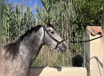 PRE, Castrone, 6 Anni, 162 cm, Grigio