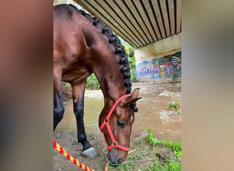 PRE, Castrone, 6 Anni, 163 cm, Baio