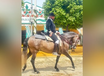 PRE Mix, Castrone, 6 Anni, 163 cm, Grigio