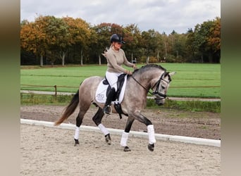 PRE Mix, Castrone, 6 Anni, 163 cm, Grigio