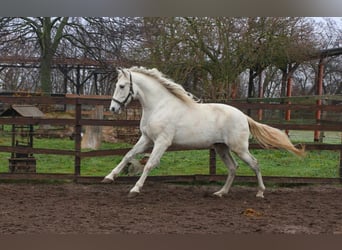 PRE, Castrone, 6 Anni, 163 cm, Grigio