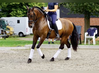 PRE, Castrone, 6 Anni, 164 cm, Baio scuro