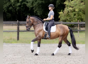 PRE, Castrone, 6 Anni, 164 cm, Baio scuro