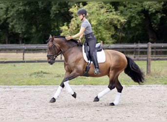 PRE, Castrone, 6 Anni, 164 cm, Baio scuro