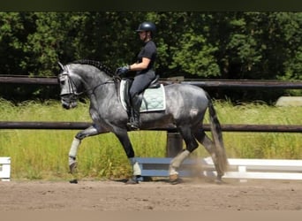 PRE Mix, Castrone, 6 Anni, 164 cm, Grigio
