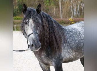 PRE Mix, Castrone, 6 Anni, 164 cm, Grigio
