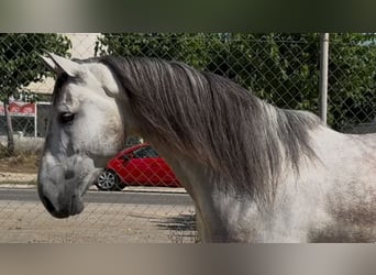 PRE Mix, Castrone, 6 Anni, 164 cm, Grigio