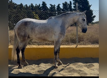 PRE Mix, Castrone, 6 Anni, 164 cm, Grigio