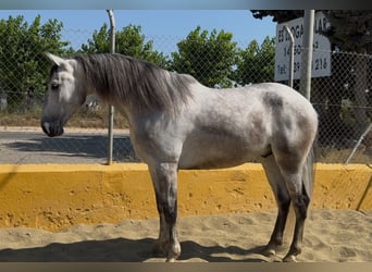 PRE Mix, Castrone, 6 Anni, 164 cm, Grigio