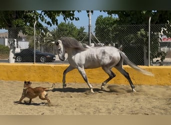 PRE Mix, Castrone, 6 Anni, 164 cm, Grigio