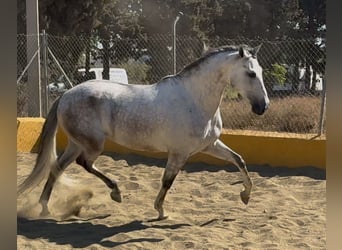PRE Mix, Castrone, 6 Anni, 164 cm, Grigio