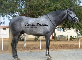PRE, Castrone, 6 Anni, 164 cm, Grigio ferro