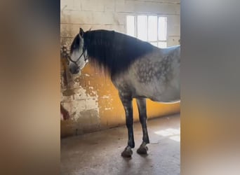 PRE, Castrone, 6 Anni, 164 cm, Grigio pezzato