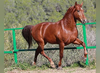 PRE Mix, Castrone, 6 Anni, 164 cm, Sauro ciliegia