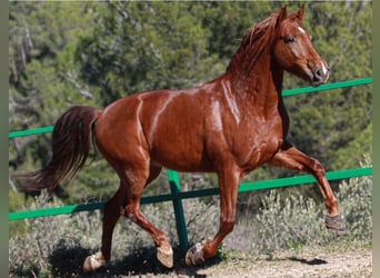 PRE Mix, Castrone, 6 Anni, 164 cm, Sauro ciliegia