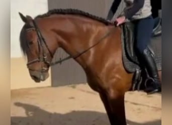 PRE Mix, Castrone, 6 Anni, 165 cm, Baio ciliegia