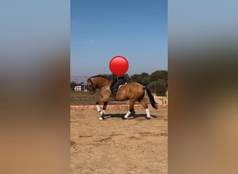 PRE Mix, Castrone, 6 Anni, 165 cm