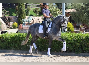 PRE, Castrone, 6 Anni, 165 cm, Grigio