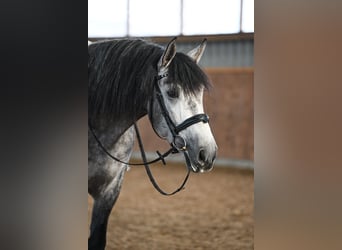 PRE Mix, Castrone, 6 Anni, 165 cm, Grigio