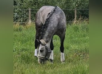 PRE, Castrone, 6 Anni, 165 cm, Grigio