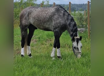 PRE, Castrone, 6 Anni, 165 cm, Grigio