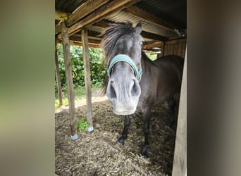 PRE, Castrone, 6 Anni, 165 cm, Morello