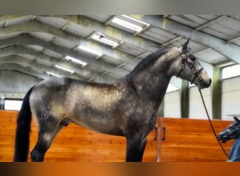 PRE Mix, Castrone, 6 Anni, 165 cm, Pelle di daino