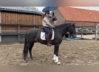 PRE, Castrone, 6 Anni, 165 cm, Pelle di daino