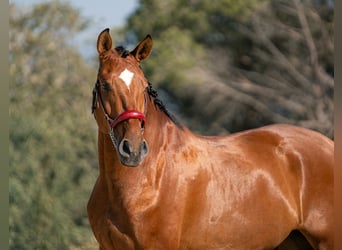 PRE, Castrone, 6 Anni, 166 cm, Baio ciliegia